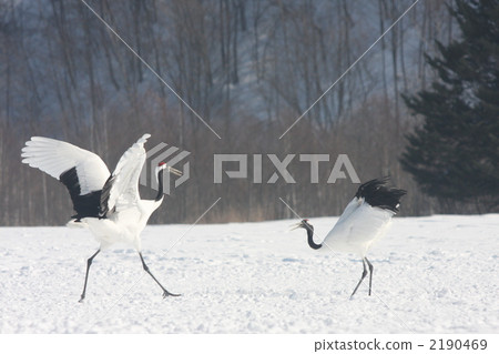 crane, cranes, red-crowned crane 2190469