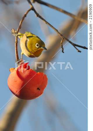 Meiro and persimmon Meiro and persimmon 2190909