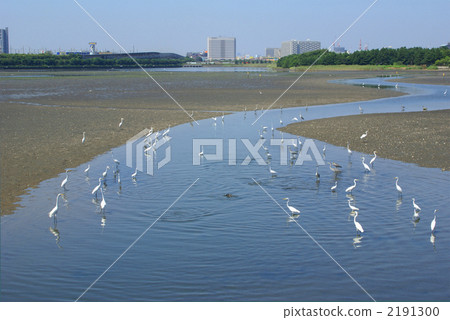 Flock of Yatsu tideland and Shirasagi 2191300