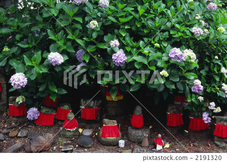 奈良亞達寺先生地藏和繡球花  奈良亞達寺先生地藏和繡球花 2191320
