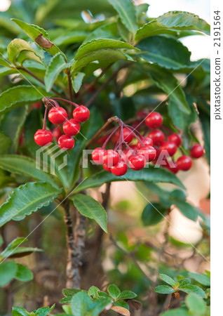 百萬富翁 2191564