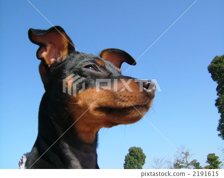 迷你篤賓犬 毛孩 動物 2191615