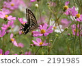 Swallowtail蝴蝶和波斯菊 2191985