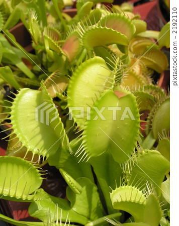 飛Trigus(Herzogoku,炒飯) 飛Trigus(Herzogoku,炒飯) 2192110