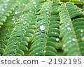 Water ferns 2192195