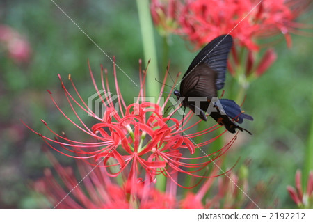 烏鴉beetleha和Higanbana 烏鴉beetleha和Higanbana 2192212