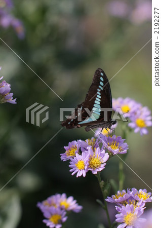 Peacock and Aosujijiha 2192277