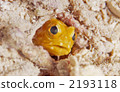 stalix histrio, jawfish, saltwater fish 2193118