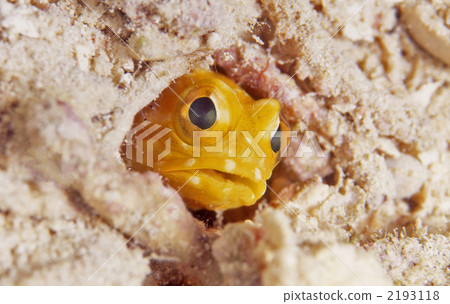 stalix histrio, jawfish, saltwater fish 2193118