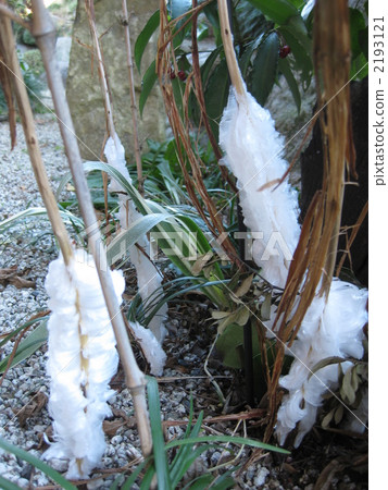 Frozen grass Frozen grass 2193121