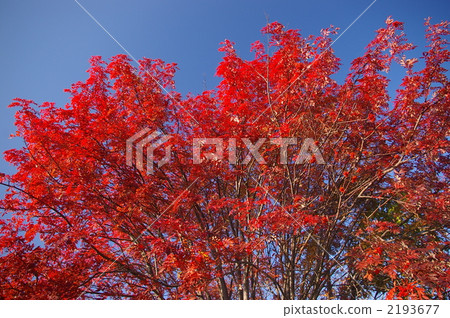 japanese rowan, rowan, wood 2193677