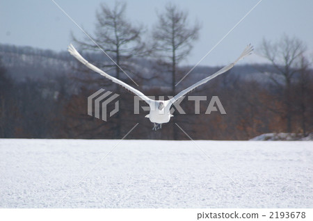 crane, cranes, red-crowned crane 2193678