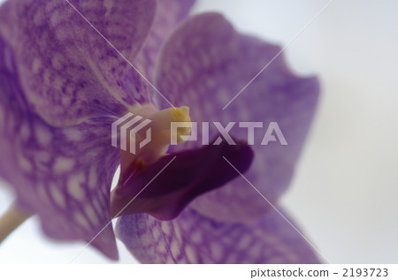 楊瀾(班達) 楊瀾(班達) 2193723