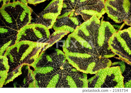 海棠花園 2193734