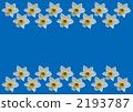 Narcissus flower Blue background 2193787