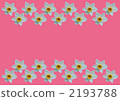 Narcissus flower pink background 2193788