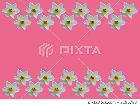 Narcissus flower pink background Narcissus flower pink background 2193788