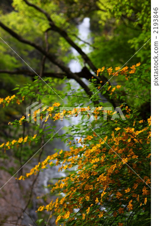 Yamaboki和天府 2193846