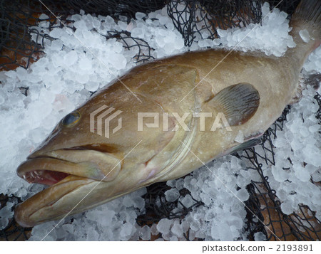 新鮮的魚 海鮮 海產品 2193891