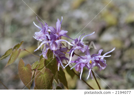 Freshwater leek Freshwater leek 2194077