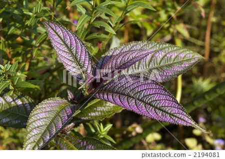 Ura Murasaki 2194081