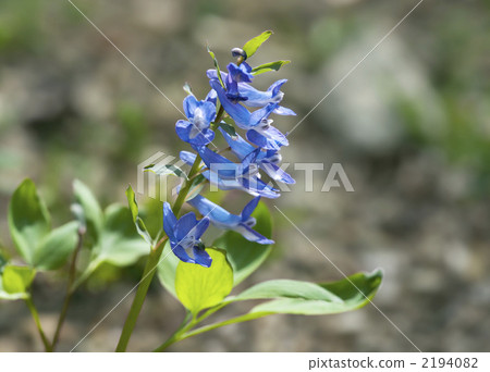 延胡索 延胡索 2194082