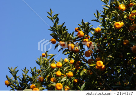 Tachibana fruit 2194187