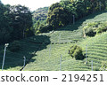 Tea plantation 2194251