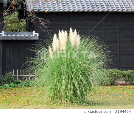 vegetation, vegetative, tile 2194464