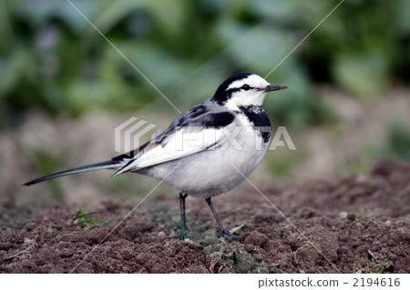 Come to the field and you can see people's cool white sekirei Come to the field and you can see people's cool white sekirei 2194616