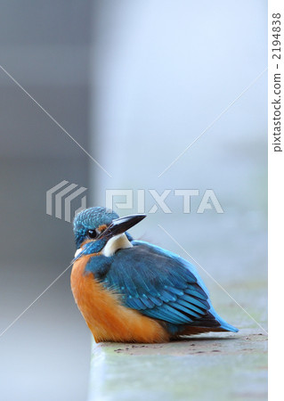Sitting kingfisher 2194838