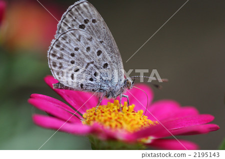 Butterflies smoking Mitsu 2195143