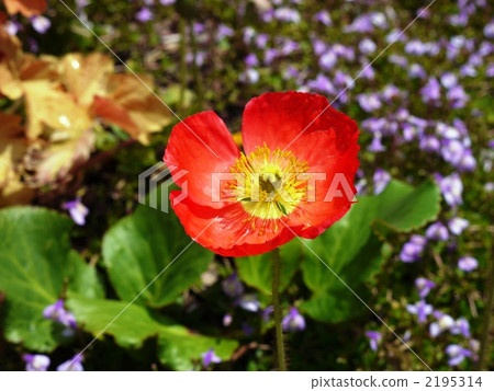 Poppy Poppy 2195314