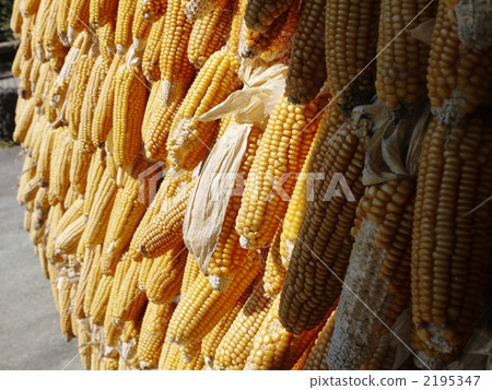 Autumn of the village corn 2195347