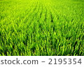 rice  2195354