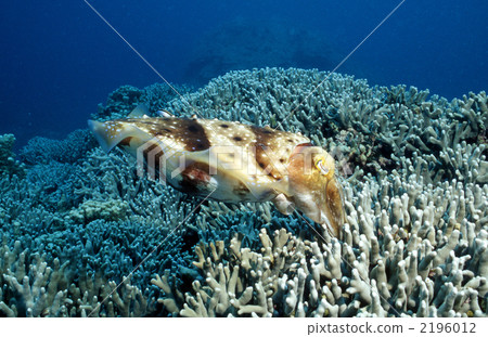 產卵Kobume的雞蛋 2196012