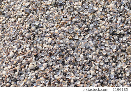 A large number of shells 2196185