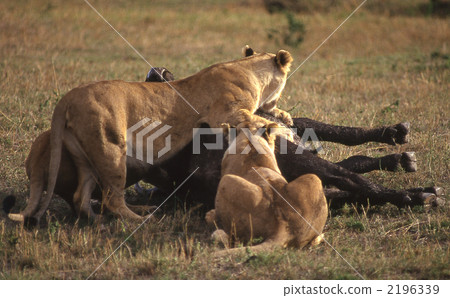 In Africa Kenya 2196339