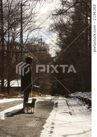 yorkie, yorkshire terrier, snowy road 2196368