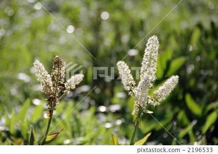 american hellebore, meadow lily, bloom 2196533