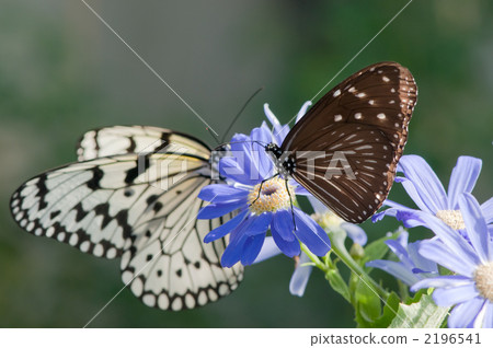 紫斑蝶 藍色條紋烏鴉 大白斑蝶 2196541