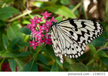 tree nymph butterfly, moth, moths 2196551