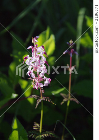高嶺塩釜櫻 櫻花 亞高山帶 2196571