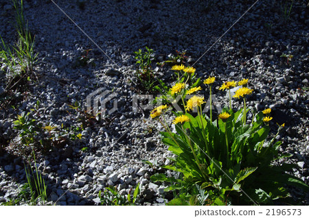 花朵 花 花卉 2196573