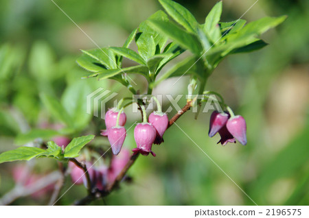 menziesia multiflora, menziesia ciliicalyx, buchanan's dwarf 2196575