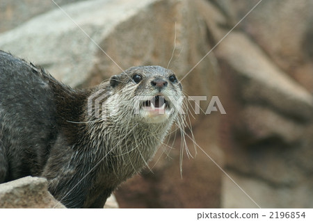 Kotsumekawauso 2196854