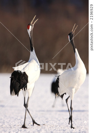 Tanbo cranes 2196929