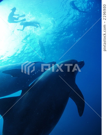 Two dolphins Two dolphins 2196980