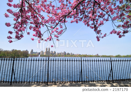 Spring's Central Park, double cherry and reservoir Spring's Central Park, double cherry and reservoir 2197170