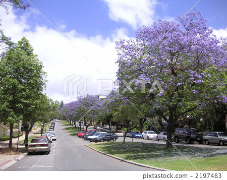 藍花楹屬 植物 植物學 2197483